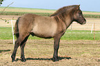 Icelandic horse foal