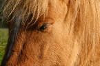 Icelandic horse