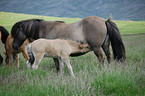 Icelandic horses