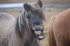 Icelandic horse portrait