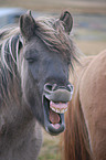 Icelandic horse portrait