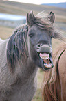 Icelandic horse portrait