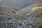 Icelandic horses