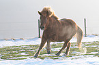 galloping Icelandic horse