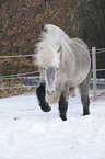 trotting Icelandic horse