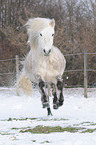 galloping Icelandic horse