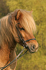 Icelandic horse Portrait