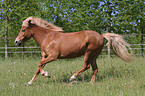 Icelandic horse