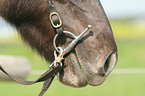 Icelandic horse mouth