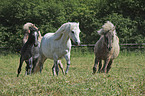 galloping Ponys