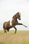 Icelandic horse