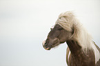 Icelandic horse portrait