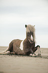 lying Icelandic horse