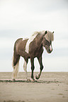 walking Icelandic horse