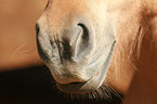 Icelandic horse mouth