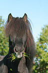 Icelandic horse portrait