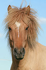 Icelandic horse portrait