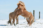 2 Icelandic horses