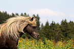 Icelandic horse portrait