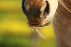 Icelandic horse mouth