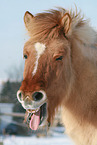 Icelandic horse portrait