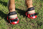 Icelandic horse with