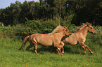 2 Icelandic horses