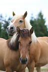 2 horses