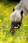 browsing Icelandic horse