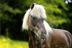 Icelandic horse Portrait