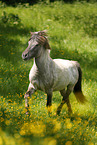 trotting Icelandic horse