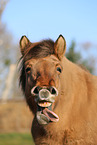 Icelandic horse Portrait