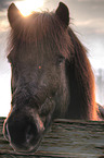 Icelandic horse Portrait