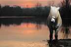 Icelandic horse