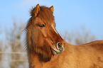 Icelandic horse Portrait