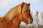 Icelandic horse Portrait