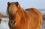 Icelandic horse Portrait