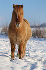 Icelandic horse