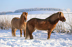 2 Icelandic horses