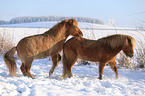 2 Icelandic horses