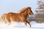 galloping Icelandic horse