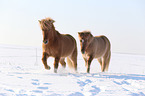 2 Icelandic horses