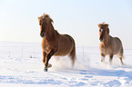 2 Icelandic horses