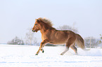 galloping Icelandic horse