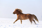 galloping Icelandic horse