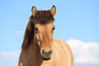 Icelandic horse portrait