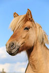 Icelandic horse portrait