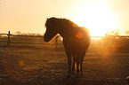 Icelandic horse at sunset