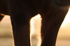 Icelandic horse at sunset