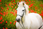 Icelandic horse portrait